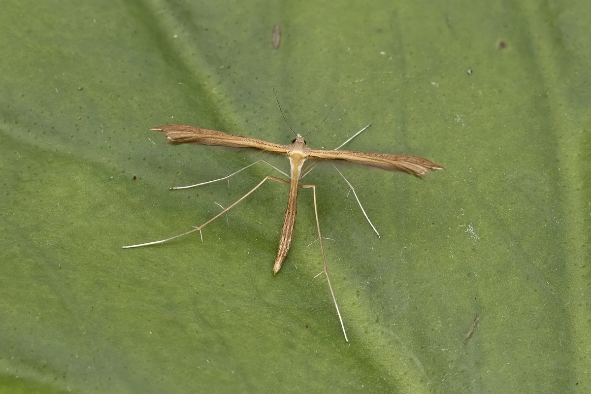 28th July was finally a good night for trapping in the garden with 824 of 130 species, diversity was about where I would expect but numbers still down on what I would expect. No NFG for weeks now, well seems to have run a dry on that front. 13 NFY, garden year list now 348. 2/2.
