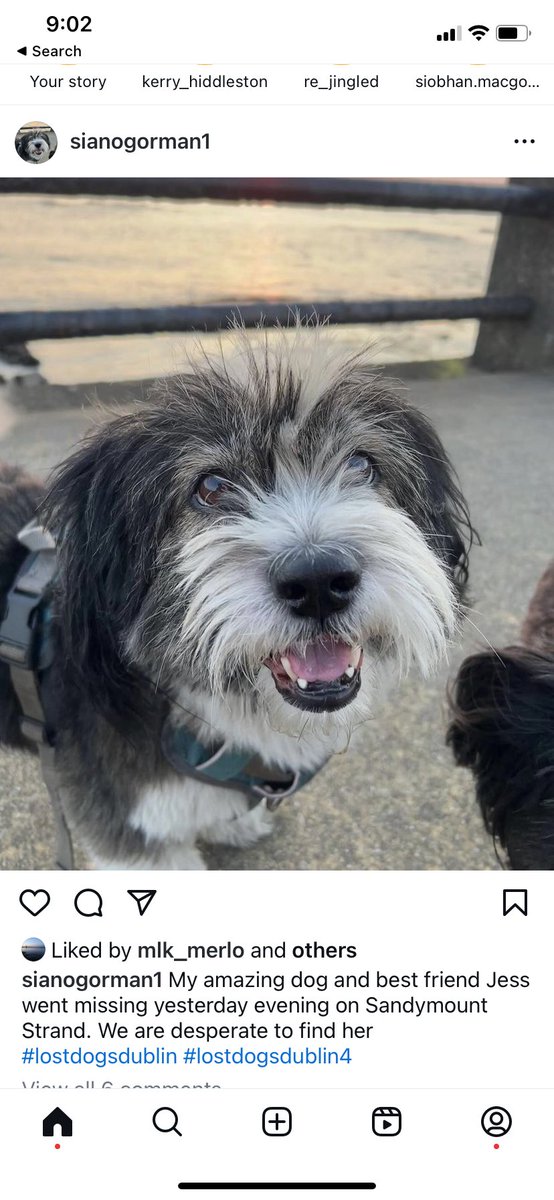My dear friend sian o gorman lost her much loved dog Jess on Sandymount strand dublin yesterday if anyone is near there keep an eye out or if you can share this pic 🥲 her Instagram is sianogorman1 ❤️❤️