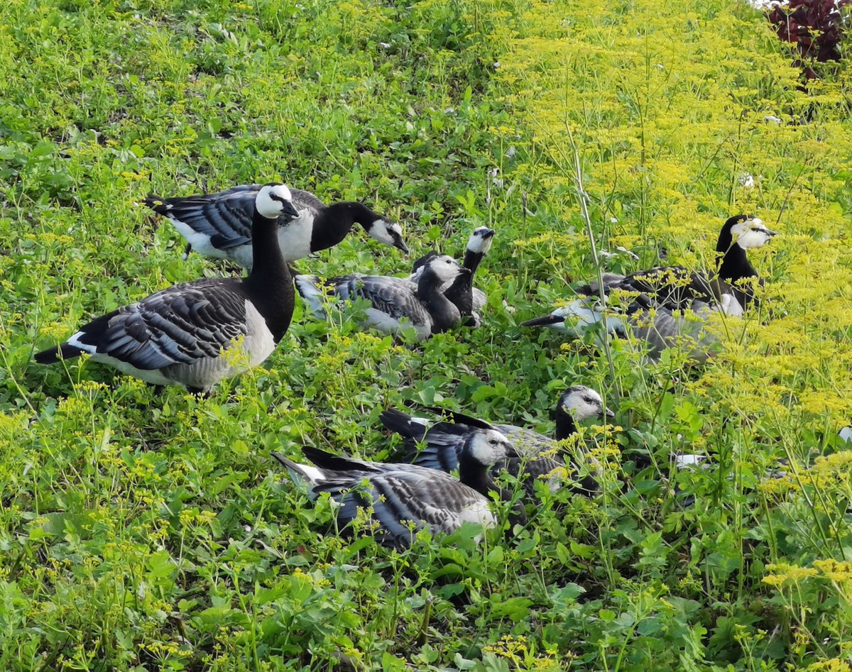 Päivi Sirkiä tweet media
