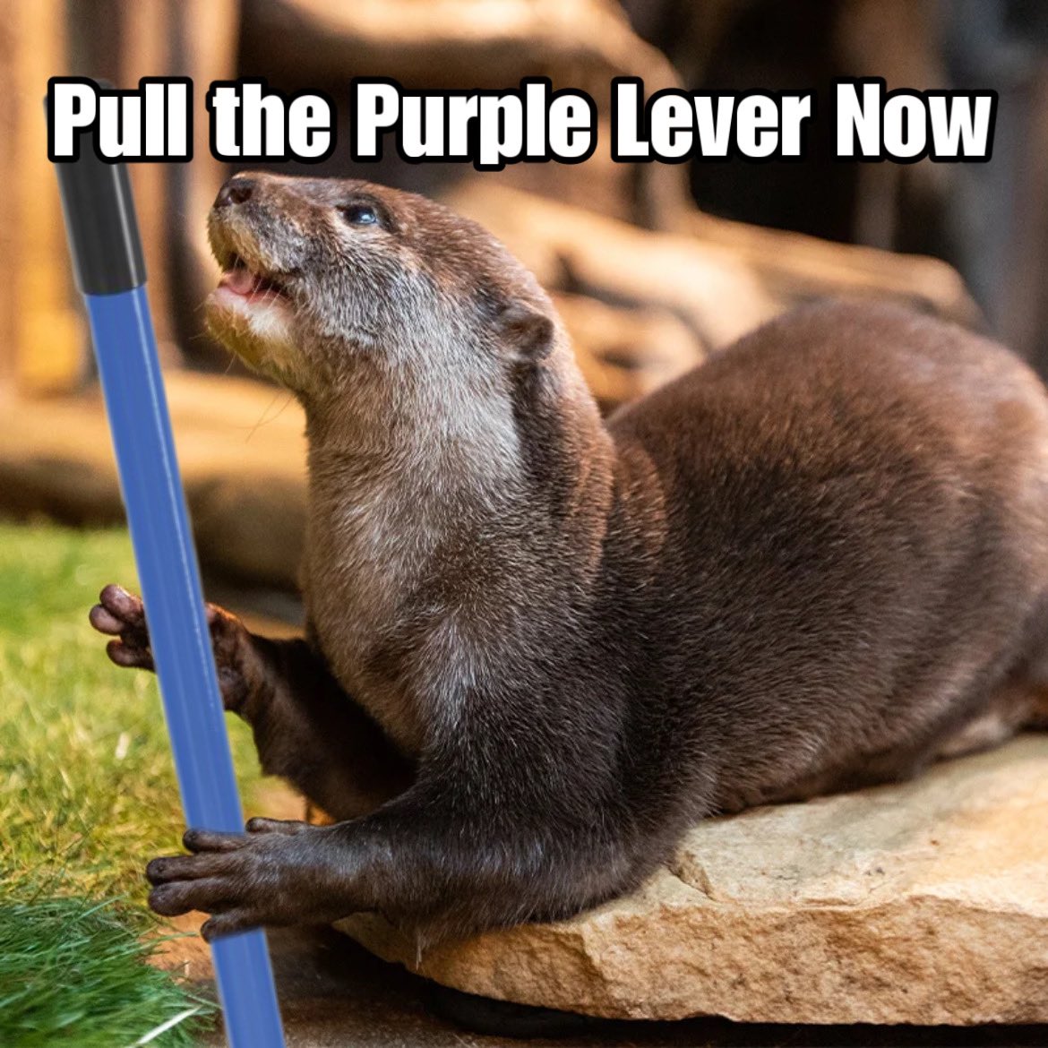 daxter8899's tweet photo. I wonder what’s taking @Adam_XRD so long to pull the purple lever 🤔
#Radix #Radixmeme $XRD https://t.co/wTYIWhpmyc