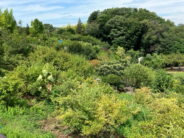 sequenceroid's tweet image. 【生存報告】最近は、何処かの鉄道の全駅に降りる動画など見漁ったり、いつもの道から外れて迷いながら帰宅するのをよくしてます。旅に出るにはお金と心の筋力がちと足りないわたしでも徒歩圏内で旅を感じれます。写真、散策中に発見したドクガも居るかもしれないという緑豊か地帯です。