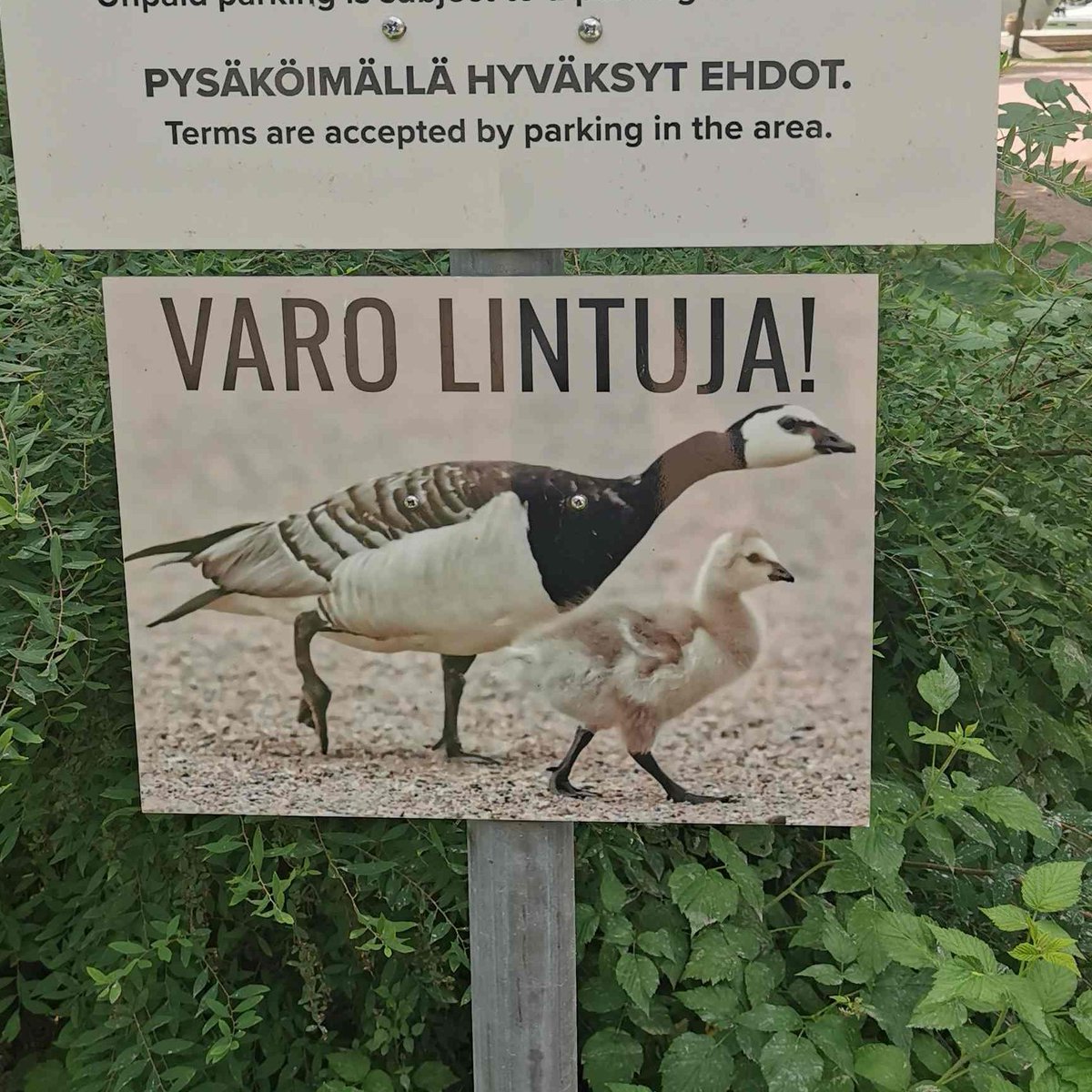 Päivi Sirkiä tweet media