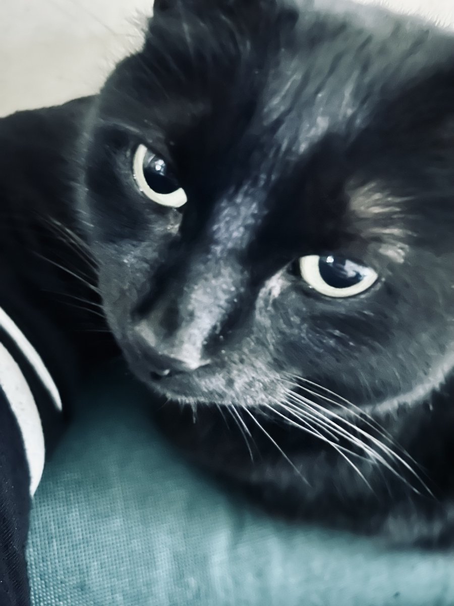 MelanieLampro's tweet photo. Sad news from here, I'm afraid. Goblin Frankenkitty (AKA #SpaCat) travelled across the Rainbow Bridge early this morning, to join her sister, Bitey Trip Hazard; both will truly be missed.πββ¬π https://t.co/m0WTcMlWaK
