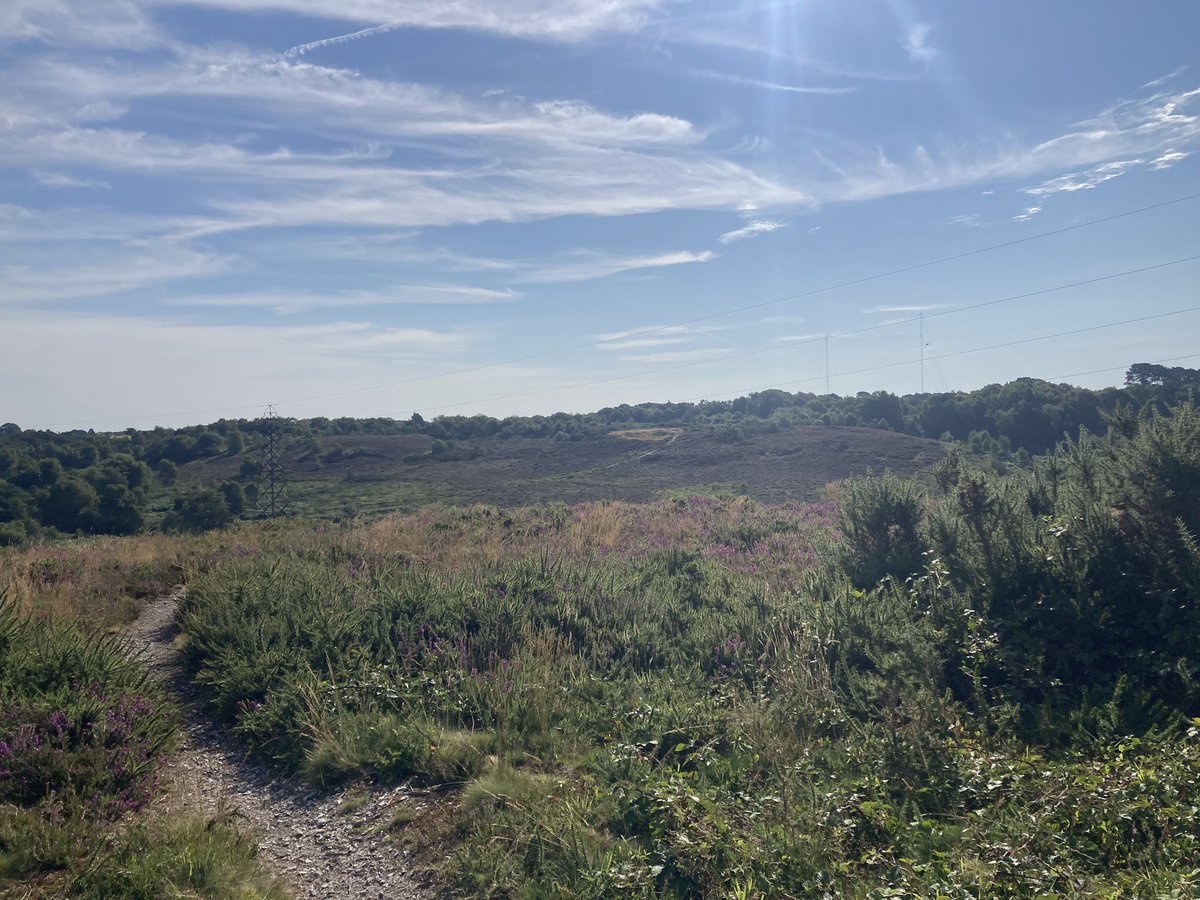 Taking a morning stroll across talbot heath. Such a tranquil open green space in the urban sprawl. Unbelievable that there are plans to build a private hospital &amp; business park here!  This is too valuable to lose #savetalbotheath