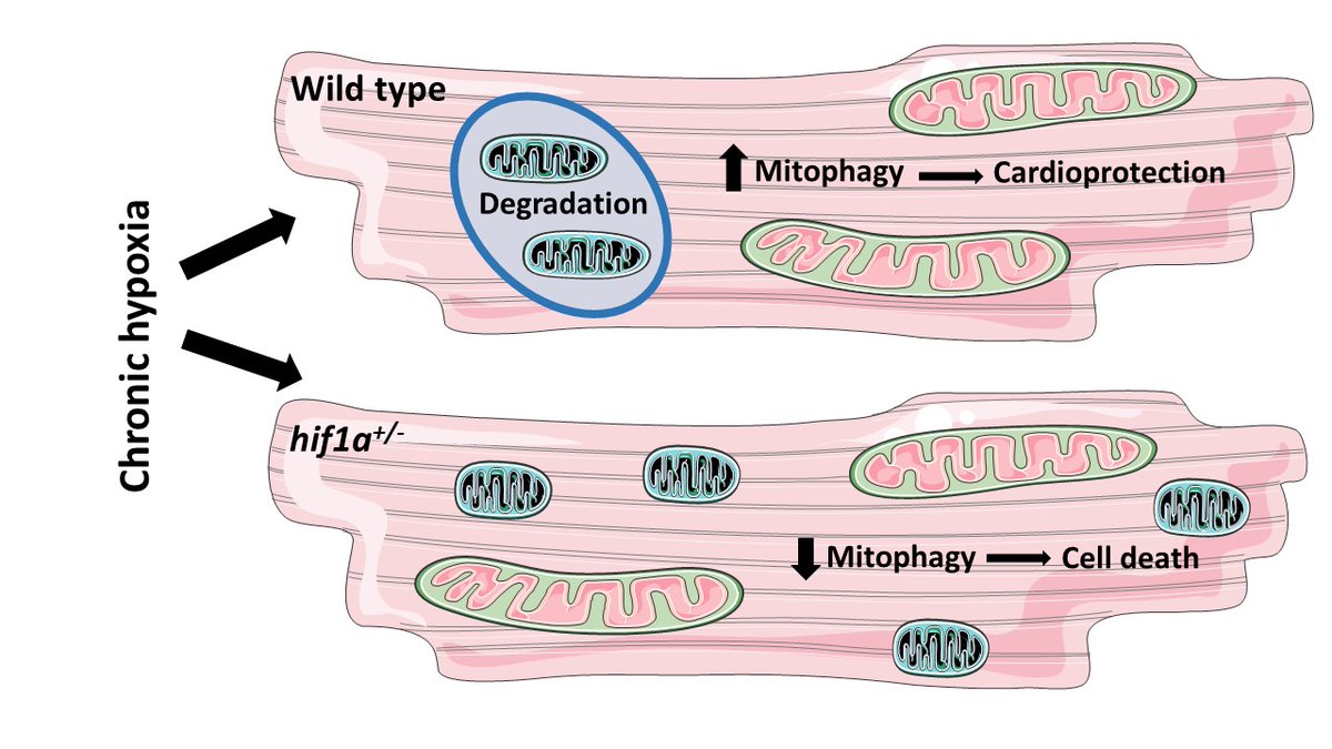 LukashAllan's tweet photo. Enhanced ischemic tolerance elicited by CH was associated with significant reprogramming of cardiomyocytes, reduced mitochondrial respiration, mass and increased autophagosome formation in wild-type mice only. This beneficial effect was absent in hif1a+/− mice. 2/3 https://t.co/VDMTuFZkF8
