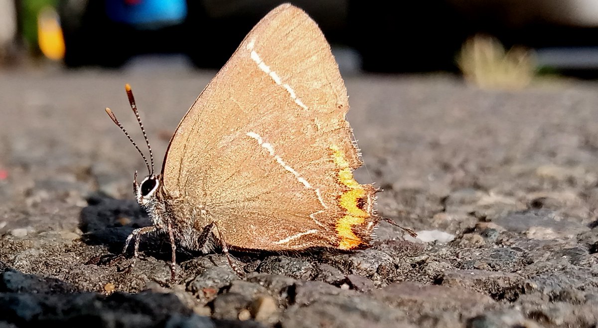 mathew frith (@frithinwood) on Twitter photo female white-letter alights on the asphalt warmth of a Dulwich wayside @WildLondon <a href="/DulwichSociety/">The Dulwich Society</a> <a href="/BC_Surrey/">BC Surrey</a> <a href="/bugmanjones/">Richard Jones</a> #BigButterflyCount female white-letter alights on the asphalt warmth of a Dulwich wayside @WildLondon <a href="/DulwichSociety/">The Dulwich Society</a> <a href="/BC_Surrey/">BC Surrey</a> <a href="/bugmanjones/">Richard Jones</a> #BigButterflyCount