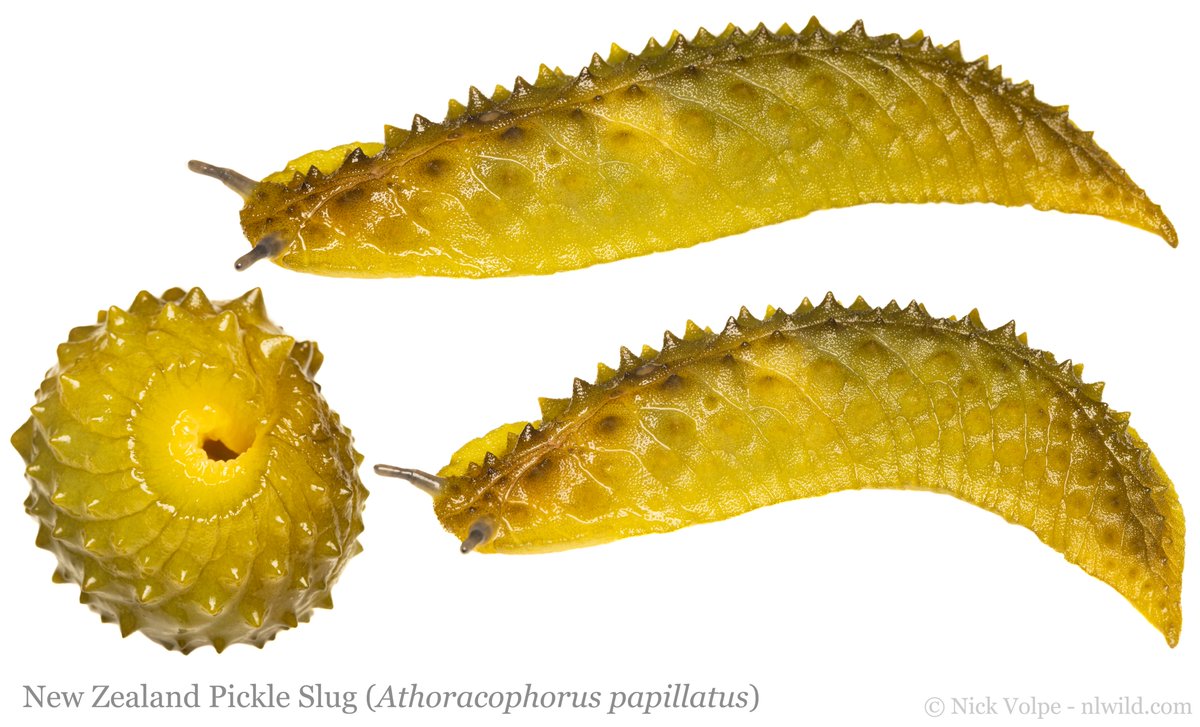 NEW ZEALAND PICKLE SLUG! 🥒

One of the coolest invertebrates living in the wet forests of New Zealand are the impressive Leaf-veined Slugs! 🌳

They are active on wet nights, where they slide their pickle-body around on trees and leaves to feed on algae! 🌿

To say I was excited