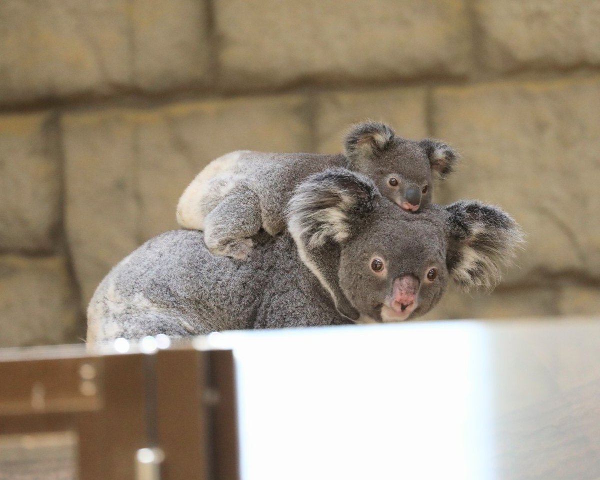 ふわふわのお尻で散歩する
りんと赤ちゃん🐨🐨🐾

#東山動植物園　#コアラ