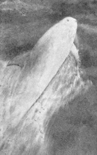 Rainmaker1973's tweet image. The story of Pelorus Jack, the dolphin that escorted ships through a dangerous stretch of water in New Zealand for 24 years.

He was so famous that if a crew did not see him when they approached the pass, they would often wait for him.

Pelorus Jack, named after the Pelorus Sound…