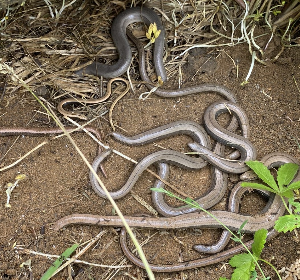 EFcountrycare's tweet photo. #SlowWorms are doing well on this site Countrycare manages. This is the result of a #translocation of a population to the site, around 15 years ago. Good to see that it has been successful. We will continue to enhance the site for their benefit. @ARGroupsUK @eppingforestdc https://t.co/R0EzXdmar0
