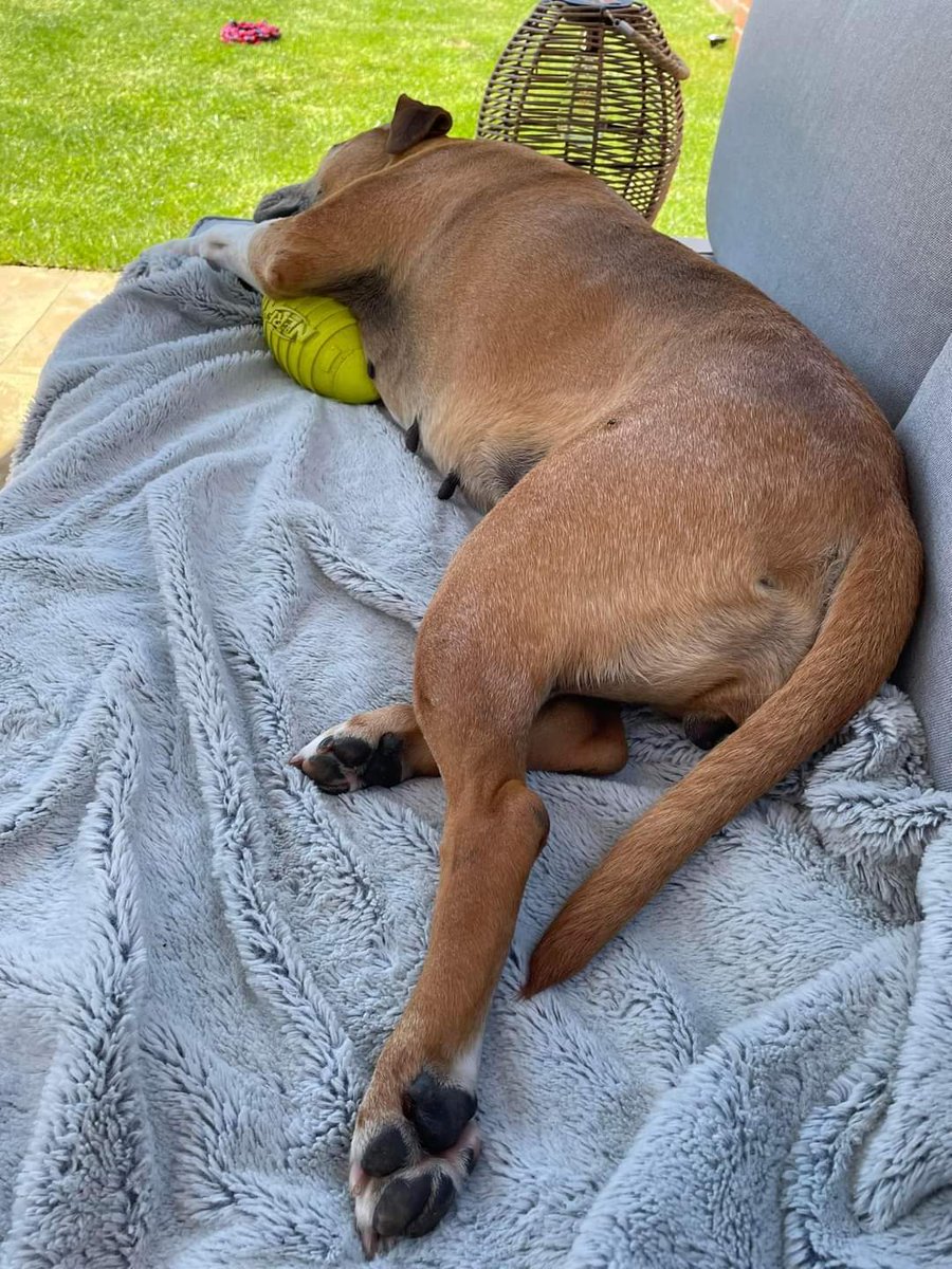 Good morning Staffy Lovers!
Nova needs a furever 🏡 pls help her find one today 🙏
She's a happy,energetic &amp; intelligent girl,loves walks,being in the garden &amp; food!
Needs to be the only dog at home, she can be reactive to dogs. She greets visitors well 😁
seniorstaffyclub.co.uk/adopt-a-staffy…