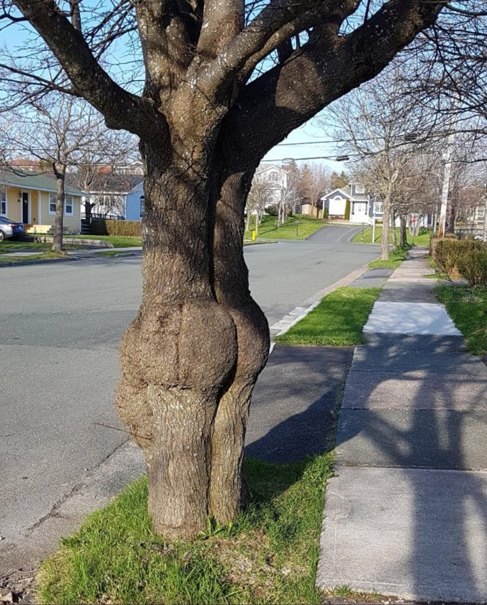 imahumanigso's tweet photo. Louis if he were a tree: https://t.co/wh5VGc41hY