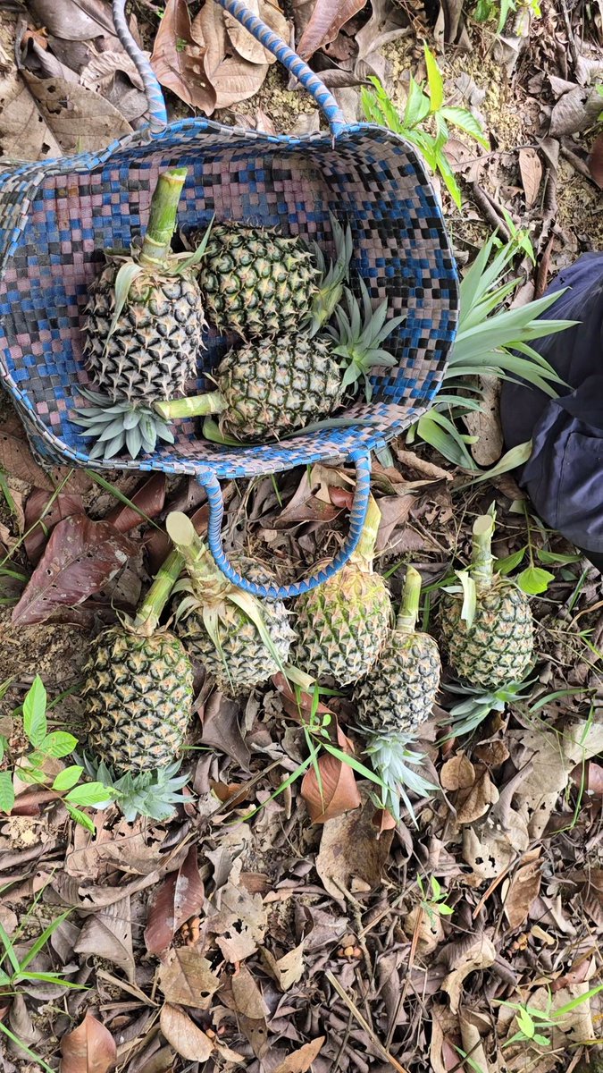 Jorlorloy's tweet photo. ตามหาเก็บสับปะรด 🍍🍍 บนภูเขาที่ไร้ร่มเงา กับพระอาทิตย์ที่ร้อนแรง 😅 กว่าจะได้กินสับปะรดน���้นไม่ง่ายเลย + วิธีเช็คว่าสับปะรดพร้อมตัดได้หรือยัง 

#ชีวิตชาวสวน #สวนผลไม้ #บ้านนอก #ชาวเขา #mountains #ภูเขา #สับปะรด https://t.co/D1SlUpOEYl