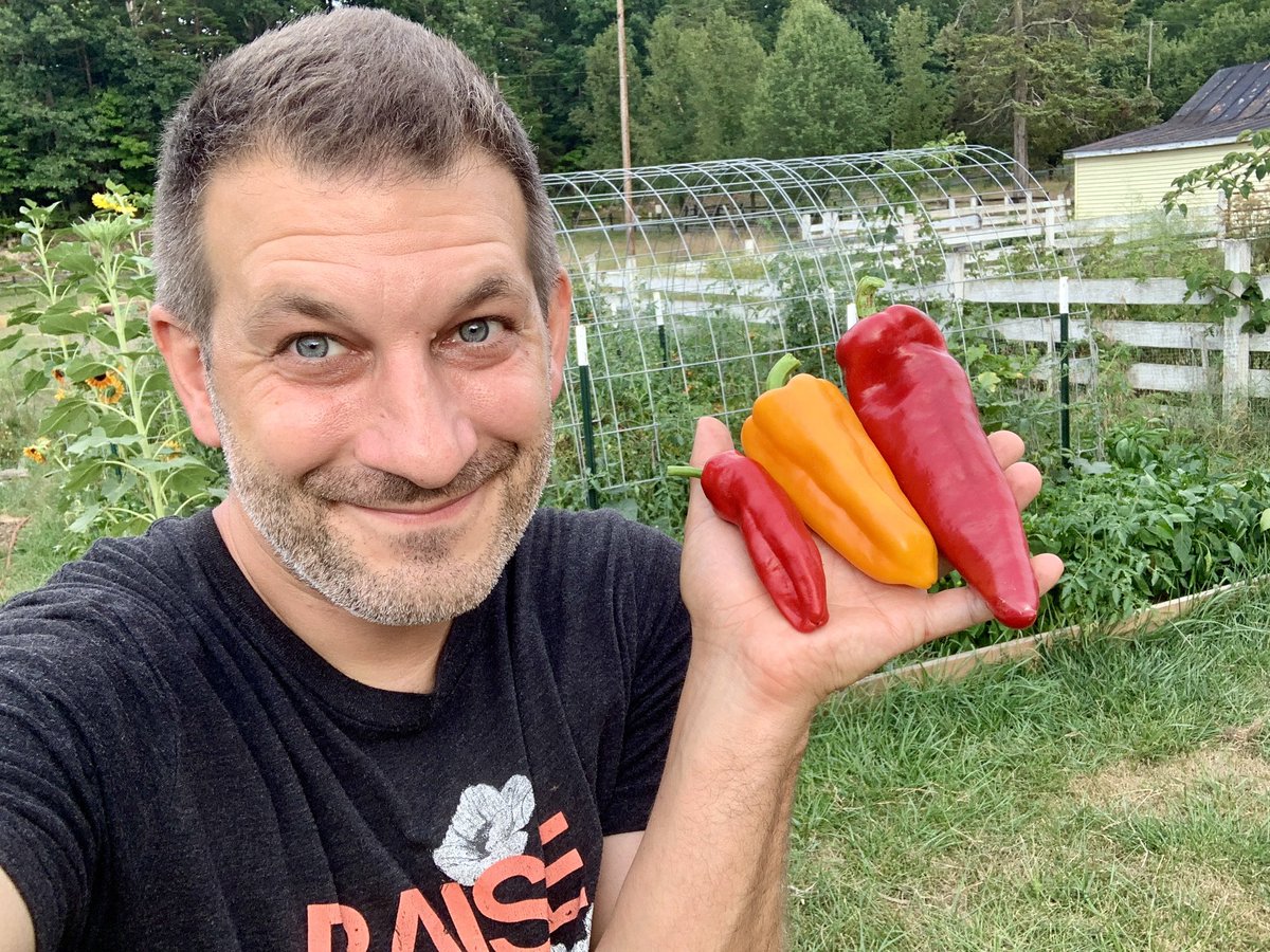 Dr. Jonathan Kolby (@myfrogcroaked) on Twitter photo The pepper harvest has just begun here at <a href="/ToadCreekFarm/">ToadCreekFarm</a>! We love growing colorful foods. From left to right, these are: Melrose, yellow Ramiro, and Ajvarski. #gardening #ToadCreekFarm The pepper harvest has just begun here at <a href="/ToadCreekFarm/">ToadCreekFarm</a>! We love growing colorful foods. From left to right, these are: Melrose, yellow Ramiro, and Ajvarski. #gardening #ToadCreekFarm
