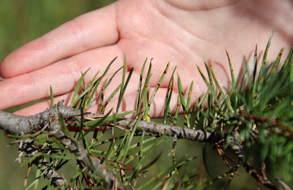 Detecten per primer cop a Catalunya el fong de la banda marró, que pot causar la mort dels pins afectats ccma.cat/324/detecten-e…