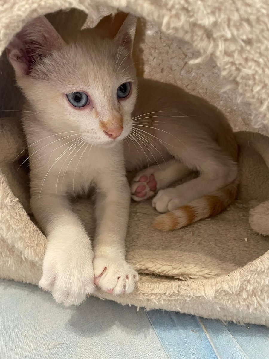 Neinei_art's tweet photo. Sammy y Figaro también buscan adopción.
Tienen tres meses, para cuando acabe el verano ya se habrán vuelto invisibles.
😭 https://t.co/yRO9jEiNEC