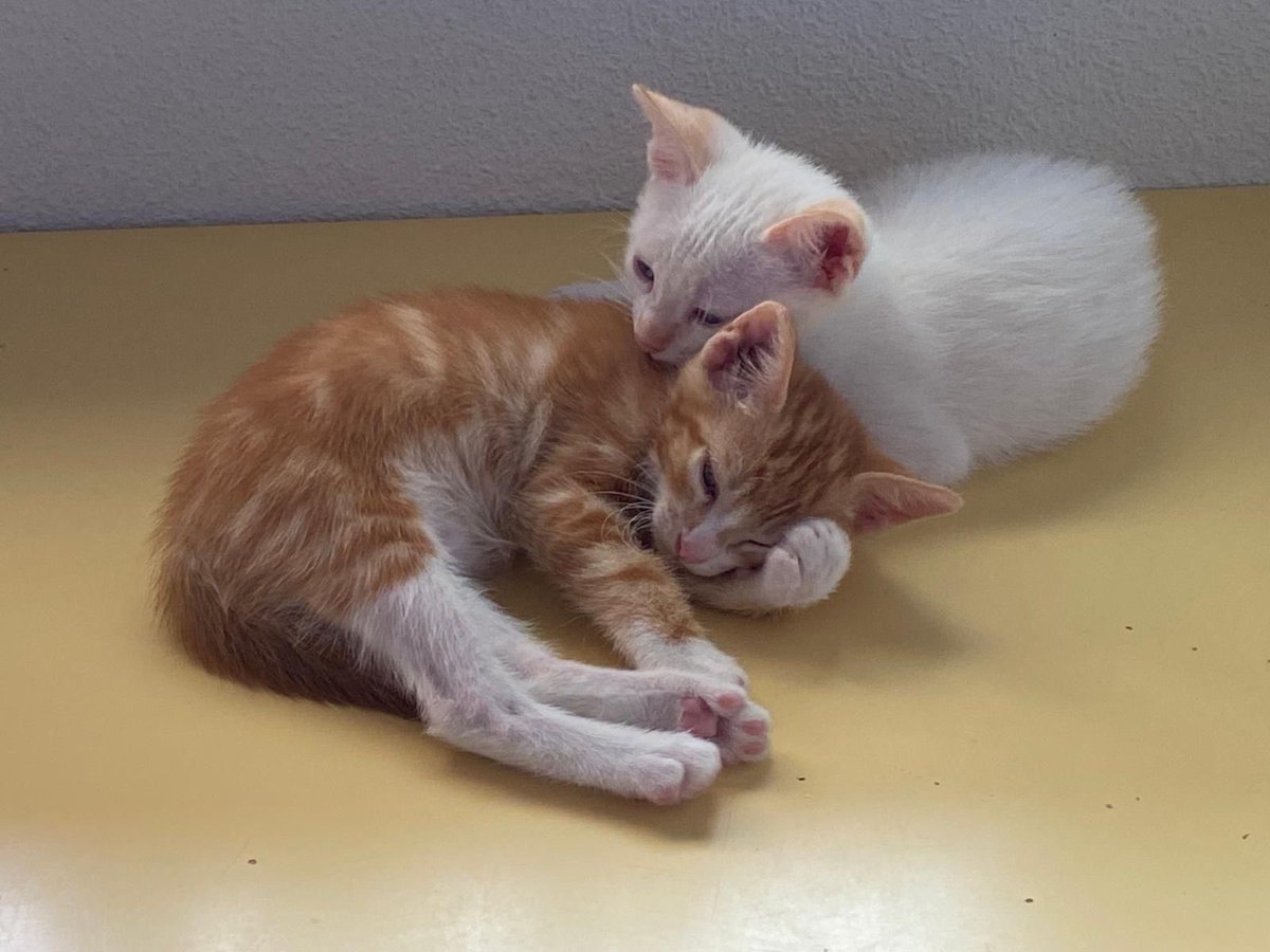 Neinei_art's tweet photo. Sammy y Figaro también buscan adopción.
Tienen tres meses, para cuando acabe el verano ya se habrán vuelto invisibles.
😭 https://t.co/yRO9jEiNEC