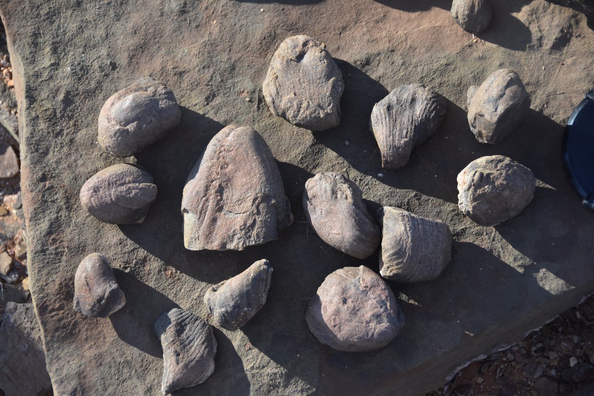 Cambridge Earth Sciences tweet media