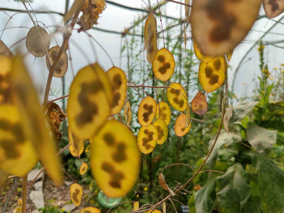 centre_alt_tech's tweet photo. The CAT garden looks incredible in today's glorious sunshine and is buzzing with pollinator insects.

If you're interested in learning from our incredible gardening team, check out our short courses on 'Seed Saving' and 'Gardening for Nature'👇
https://t.co/RzN3VgbxmH https://t.co/Ocm1RQG3kr