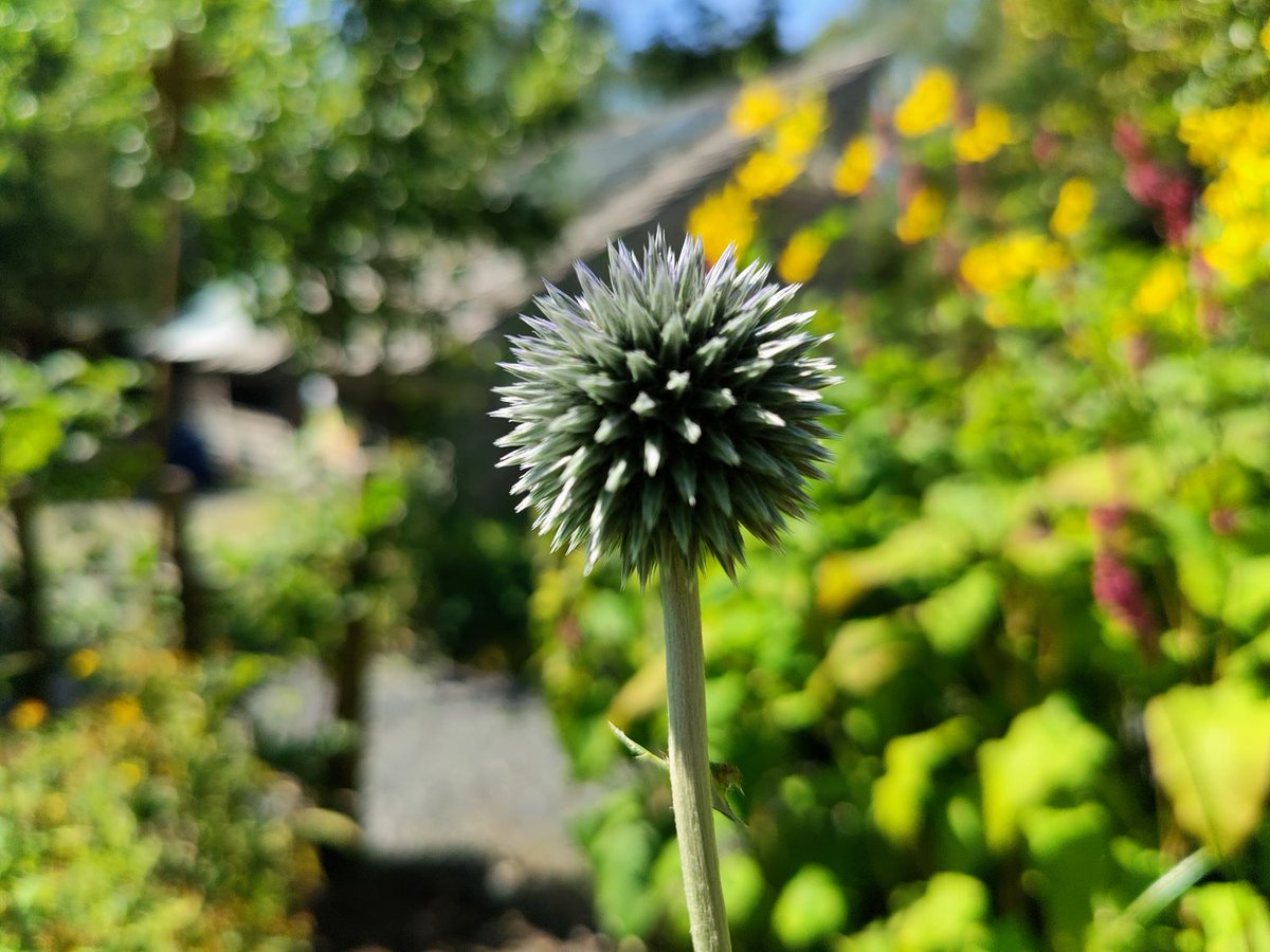 centre_alt_tech's tweet photo. The CAT garden looks incredible in today's glorious sunshine and is buzzing with pollinator insects.

If you're interested in learning from our incredible gardening team, check out our short courses on 'Seed Saving' and 'Gardening for Nature'👇
https://t.co/RzN3VgbxmH https://t.co/Ocm1RQG3kr