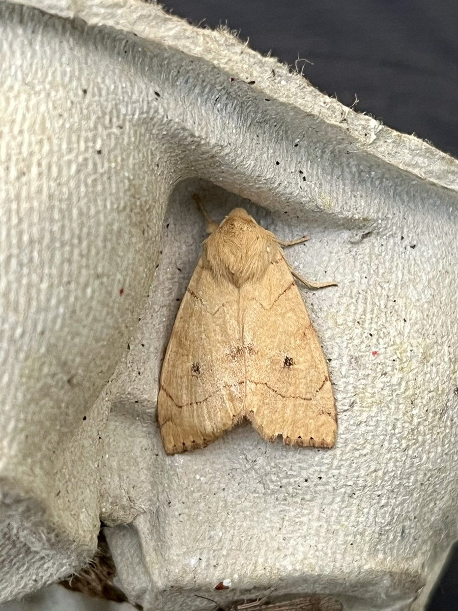 Ben Eaton (@benjeaton) on Twitter photo A good selection of local LBJ’s this morning <a href="/ladywalk_nr/">Ladywalk NR</a> Calamotropha paludella, Brown-veined Wainscot, Fen Wainscot & Angle-striped Sallow. <a href="/BritishMoths/">British Moths</a> A good selection of local LBJ’s this morning <a href="/ladywalk_nr/">Ladywalk NR</a> Calamotropha paludella, Brown-veined Wainscot, Fen Wainscot & Angle-striped Sallow. <a href="/BritishMoths/">British Moths</a>