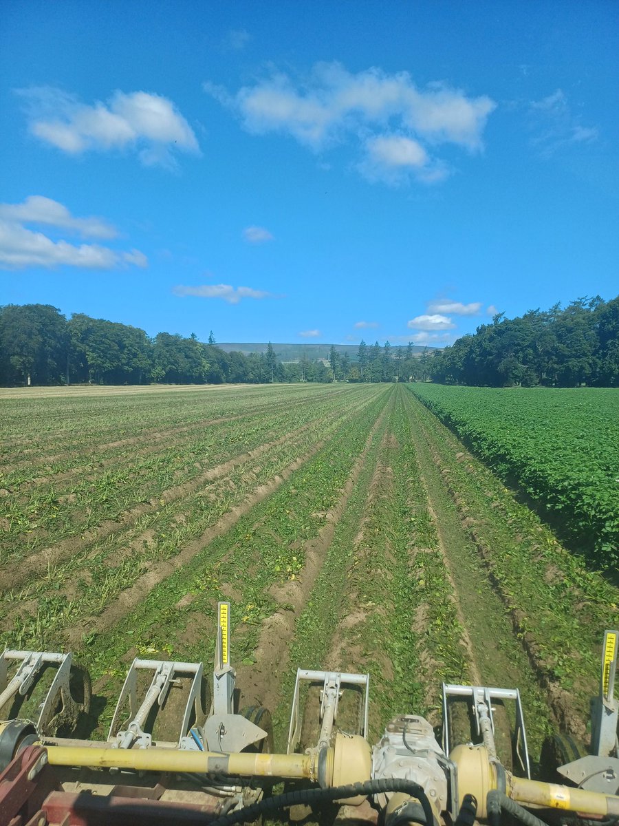 Giving some challenger seed a haircut. <a href="/HzpcUk/">HZPC UK🥔</a>