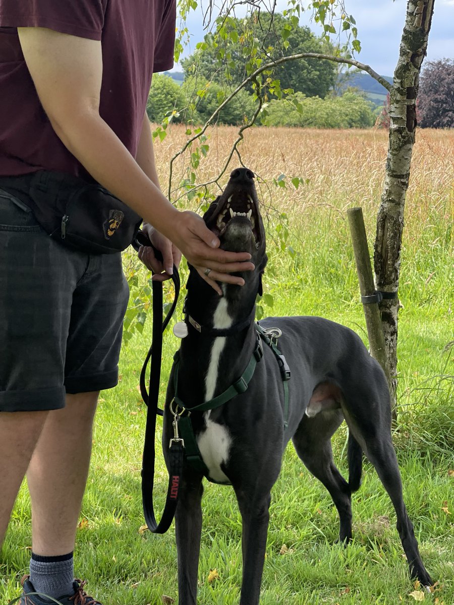 Forever Hounds Trust tweet media