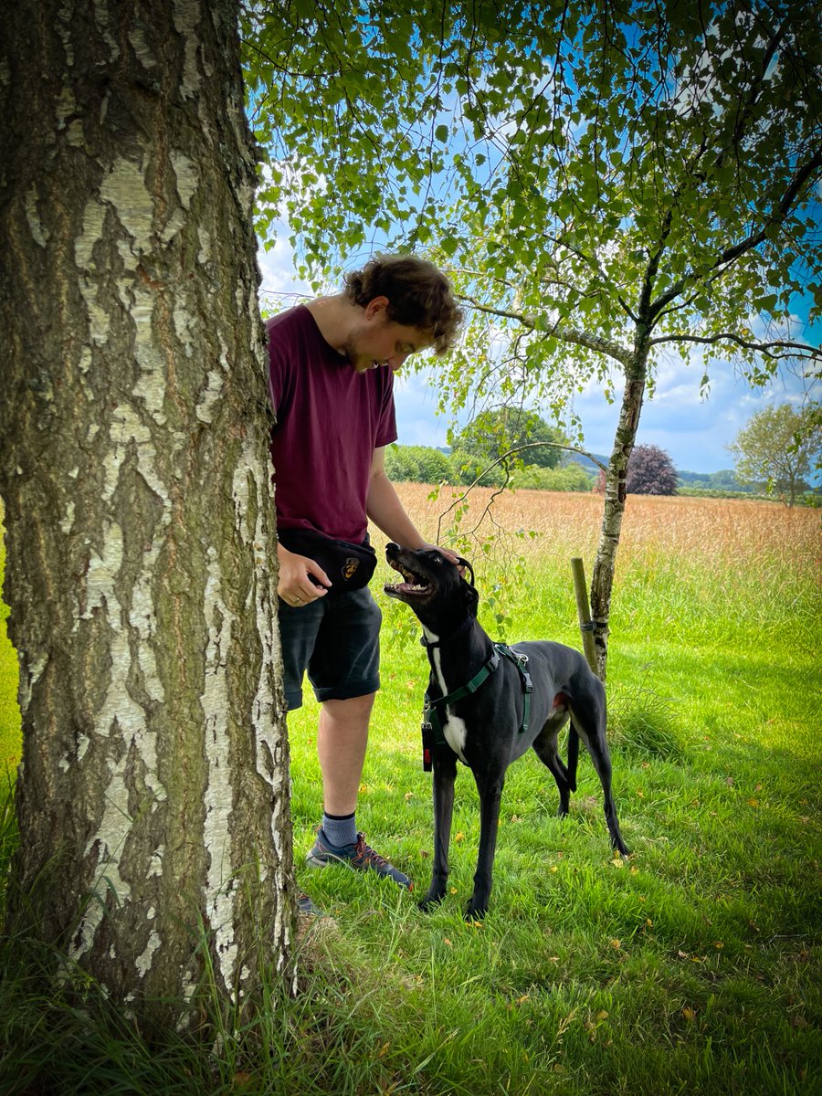 Forever Hounds Trust tweet media
