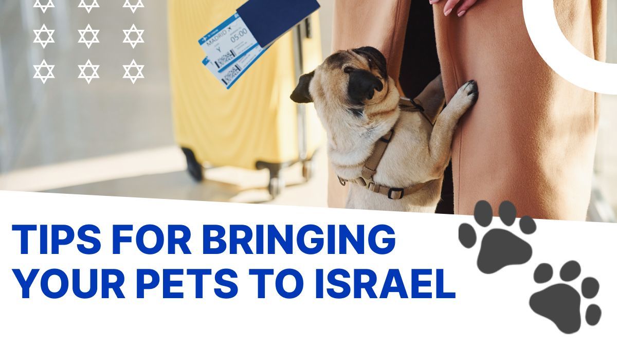 AliyahDept's tweet image. Bringing your pet to Israel? 🐾✈️ Ensure a smooth move by checking import regulations, visiting the vet, booking pet-friendly flights, preparing travel crates, and packing essentials. Welcome to Israel! Read more: buff.ly/4bcr8Do #PetTravel #MovingToIsrael #PetFriendly