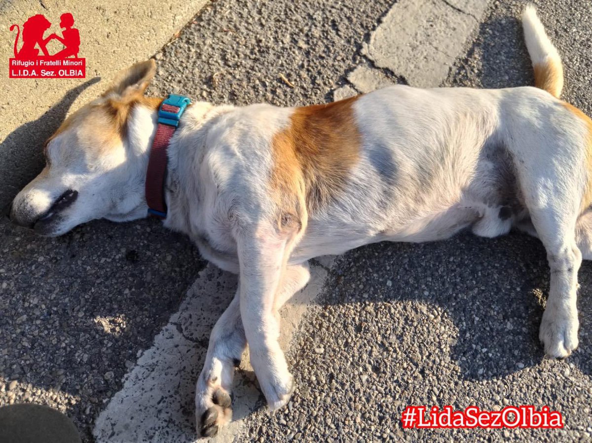 LidaSezOlbia's tweet photo. CARTOLINE DALLA SARDEGNA 

La nostra giornata è iniziata così.
Un povero cagnolino padronale investito a  Pittulongu e deceduto a causa dei traumi riportati 

Sono stati avvertiti i Vigili che di prassi interessano le guardie Ages per il controllo del microchip e successivo https://t.co/JVOifiClmb