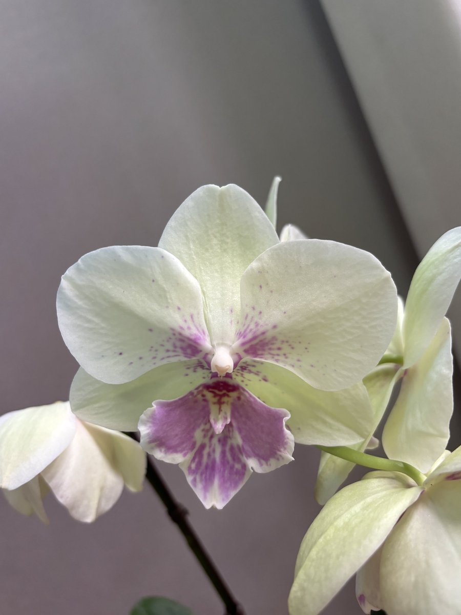 사카 트친소중! (@saka_plant) on Twitter photo 