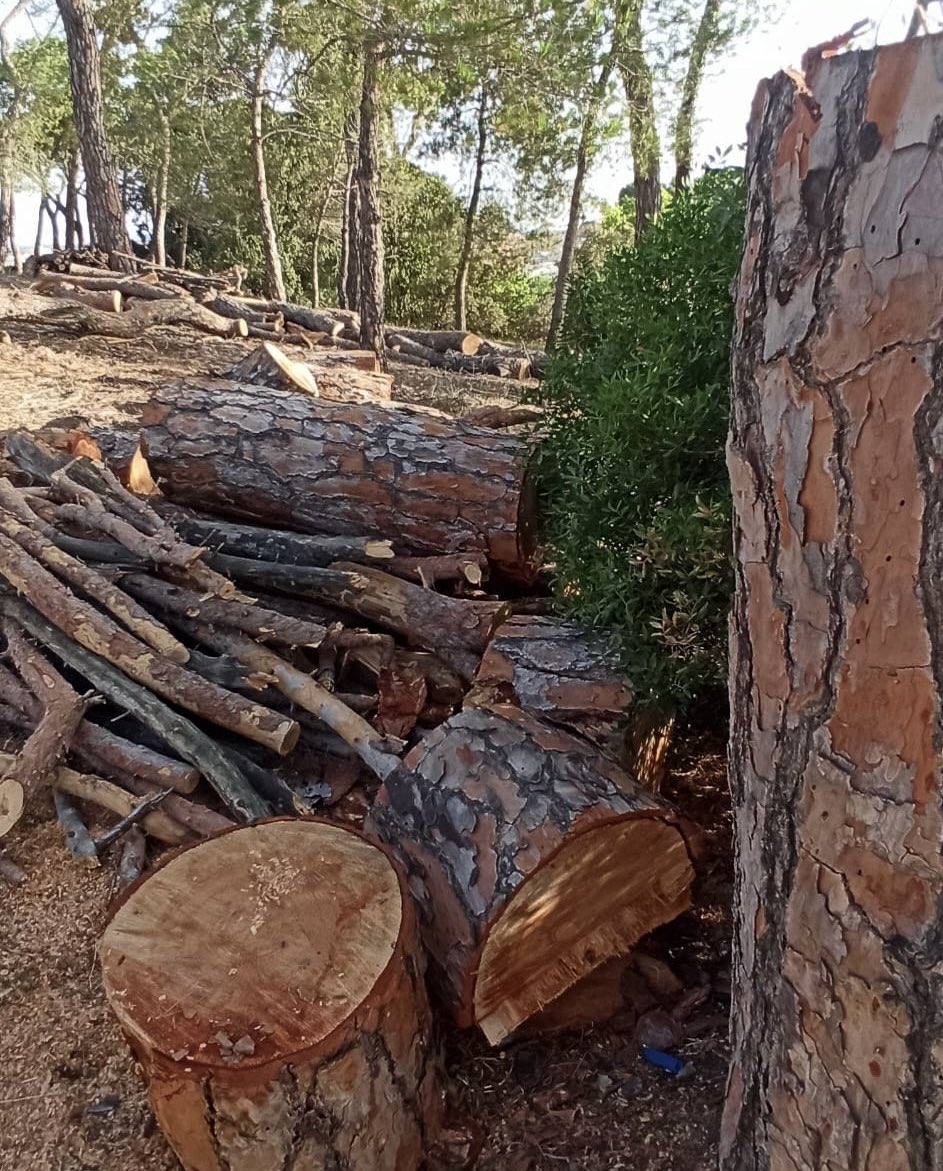 IvanVila_Ro's tweet photo. ‼️ Aquest diumenge, una veïna ens ha alertat d'un nou desastre del govern municipal: prop d'una desena d'arbres del bosc de ca n'Oriol, el gran pulmó verd de la ciutat, talats tot i estar en bon estat.

Exigim una explicació sobre aquesta actuació! 

#Rubicity 👇 https://t.co/w1bziC9enz