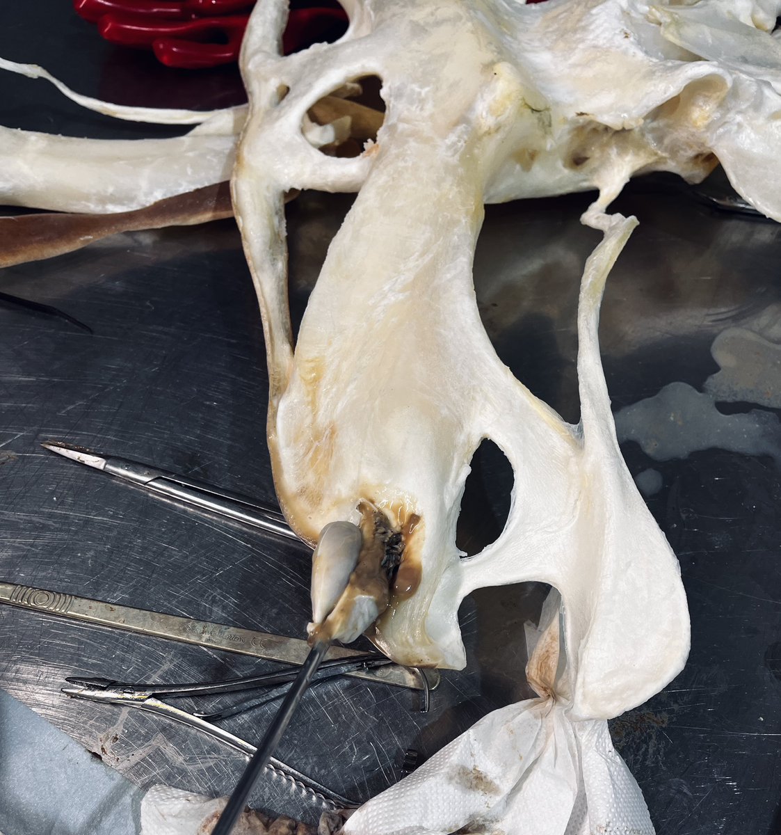 Elasmo-Morph tweet media