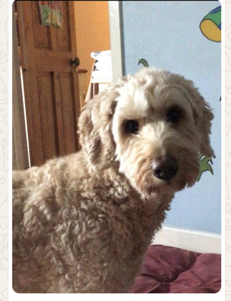 BallybodenTT's tweet photo. Lost Dog 🐶 Nala who was being looked after by a kind friend while owner on hols - escaped through a chance open door🚪on its first day please 🙏 share 
#Rathfarnham #Terenure #Templeogue #BushyPark #lostdog https://t.co/5uoaofnm1P