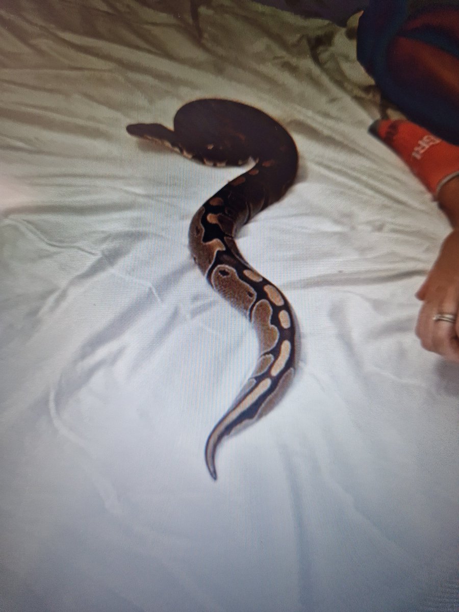 tracyhodge2's tweet photo. 📷
Check out Dolly Python who visited us with lovely Anna from @ZooLabUK last  wk -I abso loved this snake &amp; this is from someone who had a huge phobia of them until we started having our Zoolab visits!  Could have held her forever!! #EYTwitterTagteam #earlyyears #ukrunchat ❤️🐍 https://t.co/k4wlsIVcug