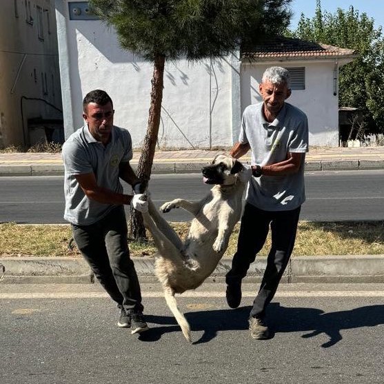 bpthaber's tweet photo. Diyarbakır'da DEM Partili Silvan Belediyesi, sokak köpeklerini toplamaya başladı. https://t.co/Nn1IBOFSsD