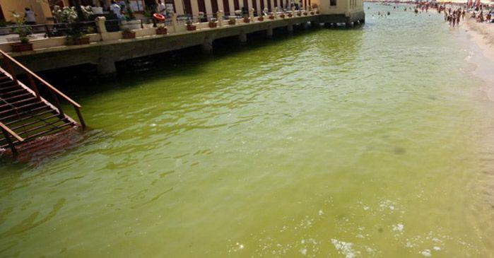 Se vedete il mare verde a Mondello, niente paura: ecco perché l'acqua ha questo colore 🌊  balarm.it/news/se-vedete…