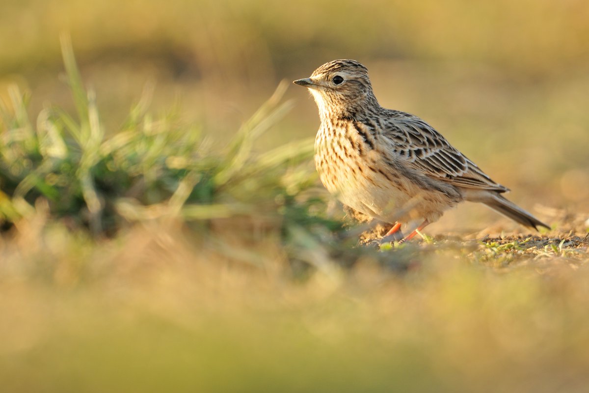 BREAKING⚠️The EU has launched an infringement procedure against the Netherlands for failing to protect meadow birds.

As an EU country, the Netherlands is required to protect meadow birds and their habitats under the Birds Directive. But it has been failing to meet these