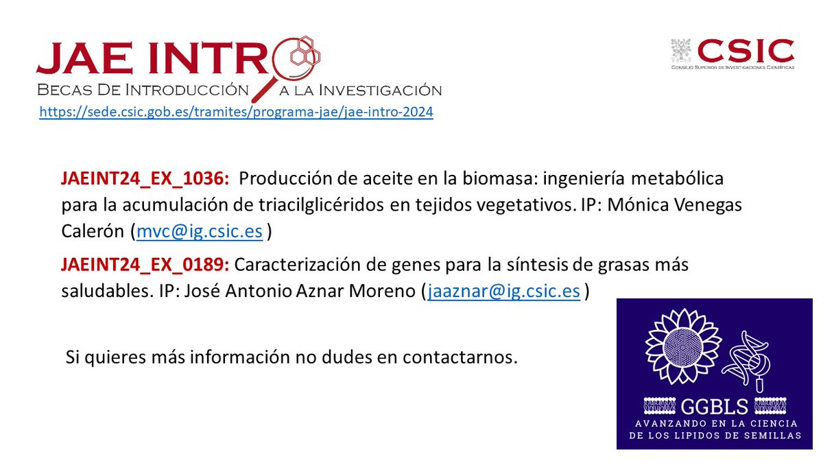 GGBLS_IG's tweet photo. Enhorabuena si eres beneficiario de una JAE Intro 2024. Si te interesa la biotecnología vegetal y aún tienes dudas de donde hacer tu JAE intro @JAEIntro_CSIC, en el @GGBLS_IG @institutograsa tenemos dos planes de formación que puede interesarte. https://t.co/RXmmzQrHGL