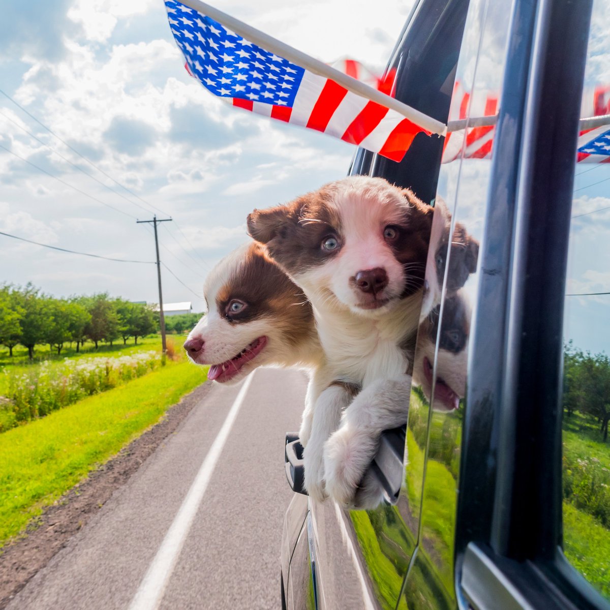 FellowsandAssoc's tweet photo. Just like these pups, our US report with University of California, Riverside has hit the road! 🐶🚗 Explore US IP trends in gender balance, elite school representation, and more across key states. 

Full report available now! 👇 
https://t.co/P2PjhPGCGM

#USReport  #IPInsights https://t.co/1xTnlCx4GT