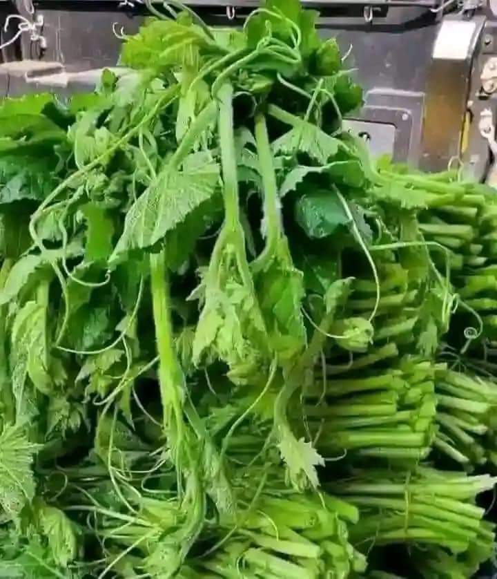 VOLTOXf's tweet photo. #IPOB Agricultural Revaluation! The
Farming continues across Biafra land. If you have a piece of land, try to plant something.
#SayNoToGMO #GodBlessESN #GodBlessDOS https://t.co/f243bo4L8n