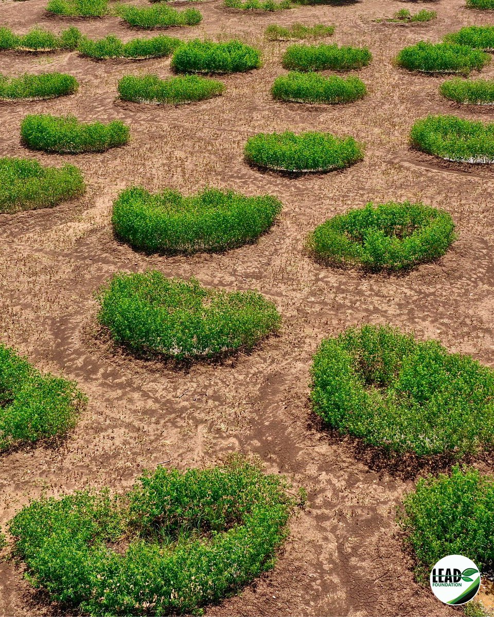 Every patch of green in these bunds makes a difference and helps to make the planet greener. Recent studies show that nature-based solutions can contribute up to 37% of the carbon emission intake required to keep global warming below 2 degrees Celsius.  With <a href="/justdiggit/">Justdiggit</a>