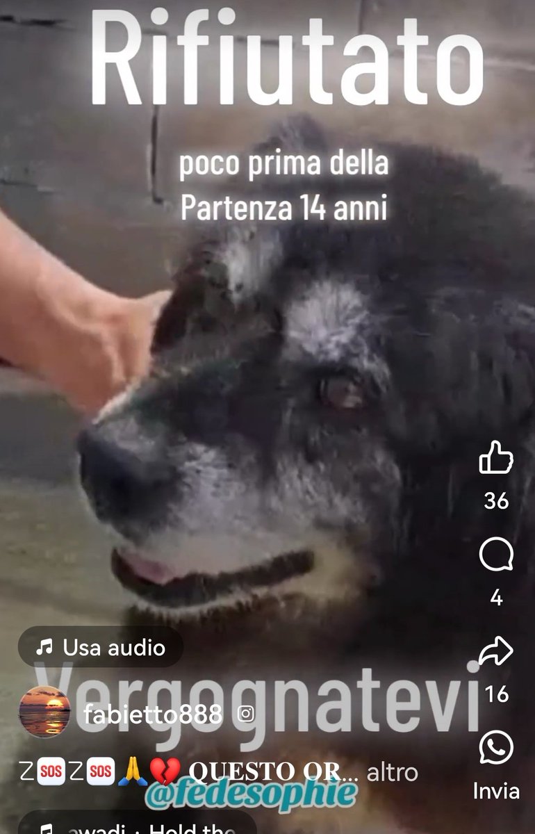 MonicaOrsini8's tweet photo. Adelmo 14 anni una vita in #canile. Si era accesa una speranza finalmente e invece è stato tradito di nuovo. Diamogli #adozionedelcuore per il tempo che gli resta 🥺🙏🏻🆘 3349978200 #SosCani #adottauncaneanziano #AdoptDontShop #adottanoncomprare #adottauncanedalcanile #adottami https://t.co/BJmKVnZbBo