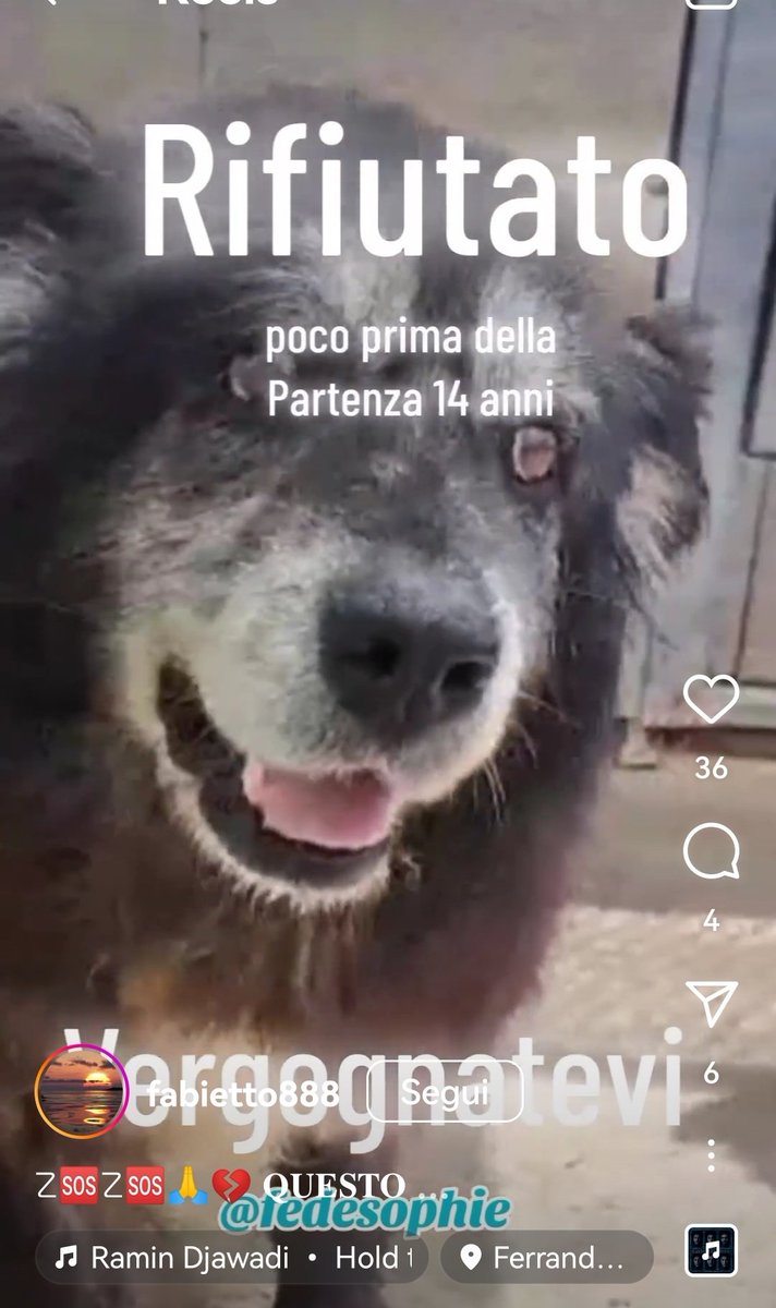 MonicaOrsini8's tweet photo. Adelmo 14 anni una vita in #canile. Si era accesa una speranza finalmente e invece è stato tradito di nuovo. Diamogli #adozionedelcuore per il tempo che gli resta 🥺🙏🏻🆘 3349978200 #SosCani #adottauncaneanziano #AdoptDontShop #adottanoncomprare #adottauncanedalcanile #adottami https://t.co/BJmKVnZbBo