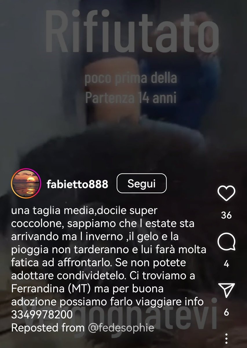 MonicaOrsini8's tweet photo. Adelmo 14 anni una vita in #canile. Si era accesa una speranza finalmente e invece è stato tradito di nuovo. Diamogli #adozionedelcuore per il tempo che gli resta 🥺🙏🏻🆘 3349978200 #SosCani #adottauncaneanziano #AdoptDontShop #adottanoncomprare #adottauncanedalcanile #adottami https://t.co/BJmKVnZbBo