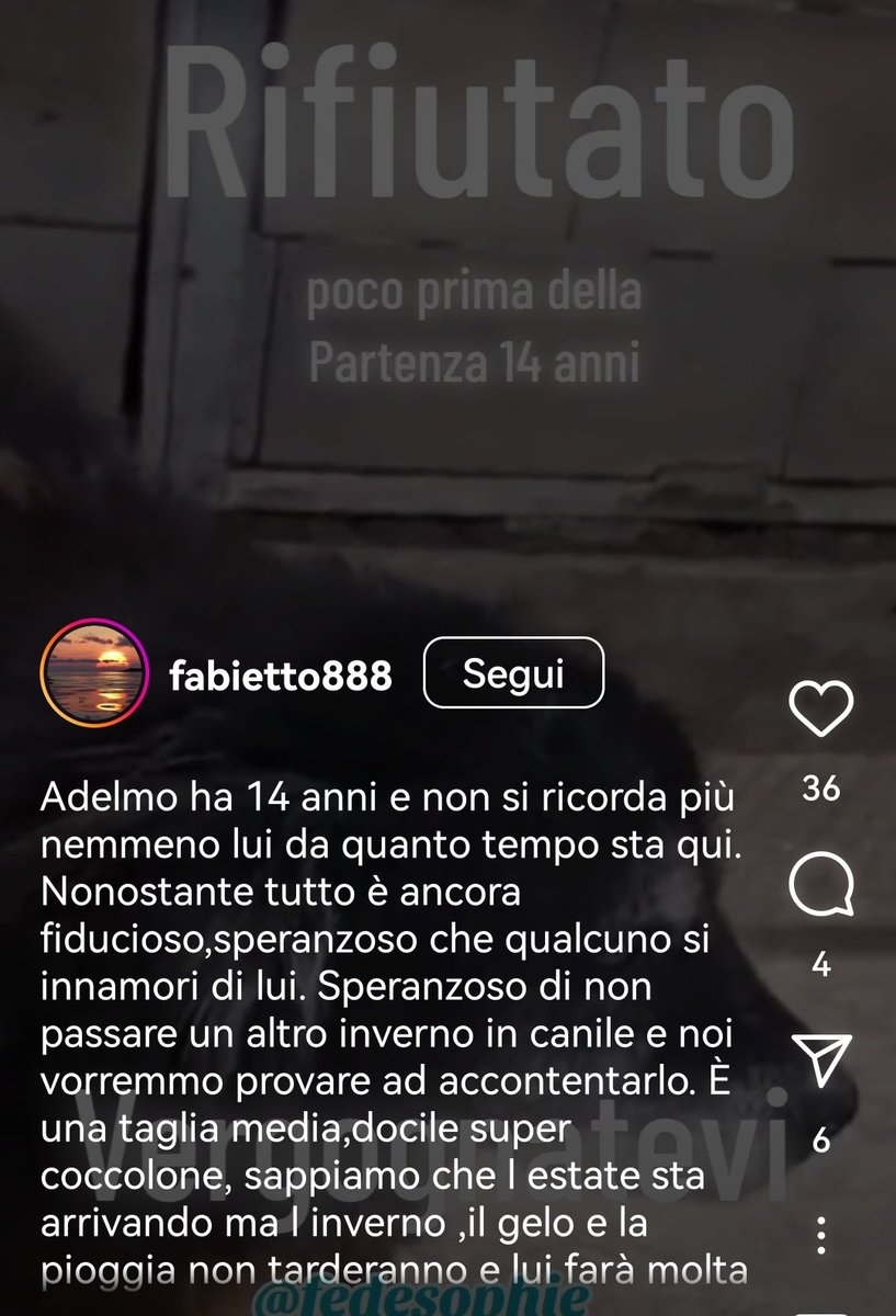 MonicaOrsini8's tweet photo. Adelmo 14 anni una vita in #canile. Si era accesa una speranza finalmente e invece è stato tradito di nuovo. Diamogli #adozionedelcuore per il tempo che gli resta 🥺🙏🏻🆘 3349978200 #SosCani #adottauncaneanziano #AdoptDontShop #adottanoncomprare #adottauncanedalcanile #adottami https://t.co/BJmKVnZbBo