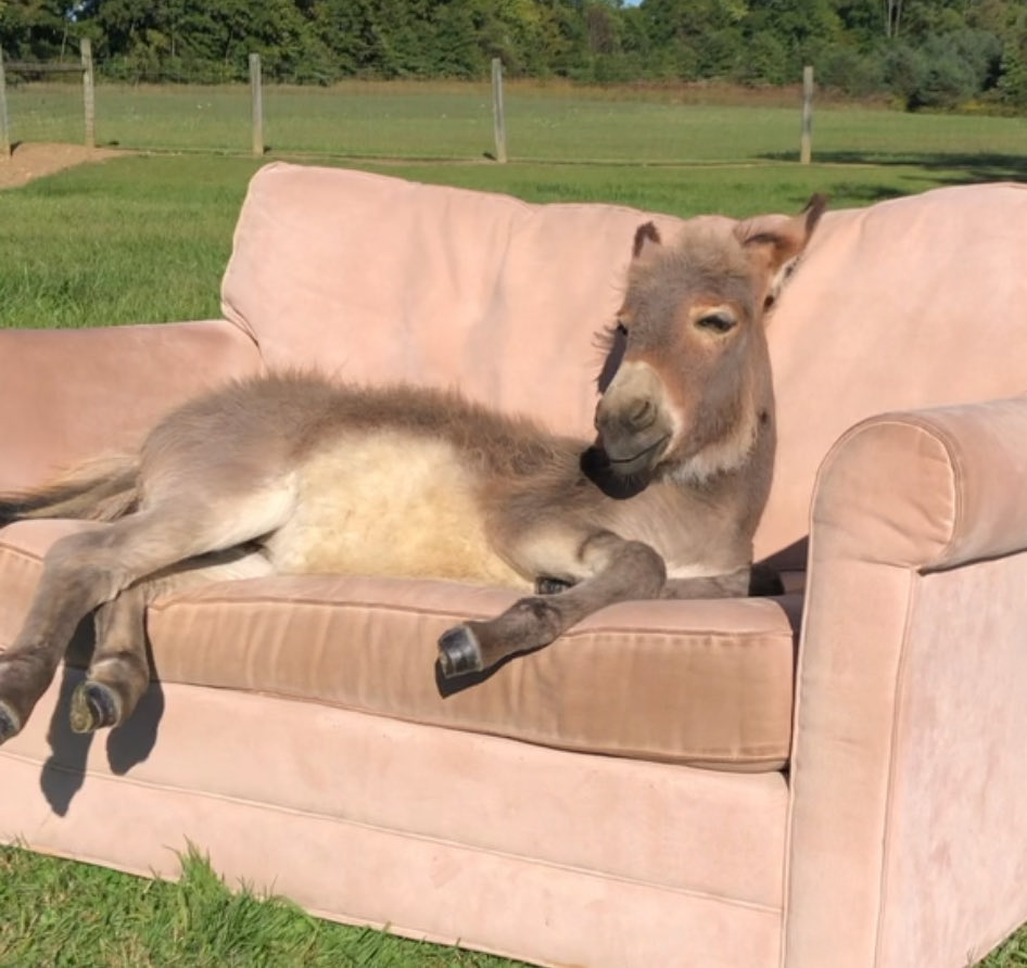 We spend our mornings with <a href="/wsyx6/">WSYX ABC 6</a> watching Good Day Columbus <a href="/JessicaWSYX6/">Jessica Ralston</a> <a href="/KurtWSYX6/">Kurt Ludlow</a> <a href="/KatieWSYX6/">KatieMcKee</a> <a href="/AndrewWSYX6/">Andrew Buck Michael</a> You should take a trip back to the farm.  We have the couch ready! 🫏🫏🫏