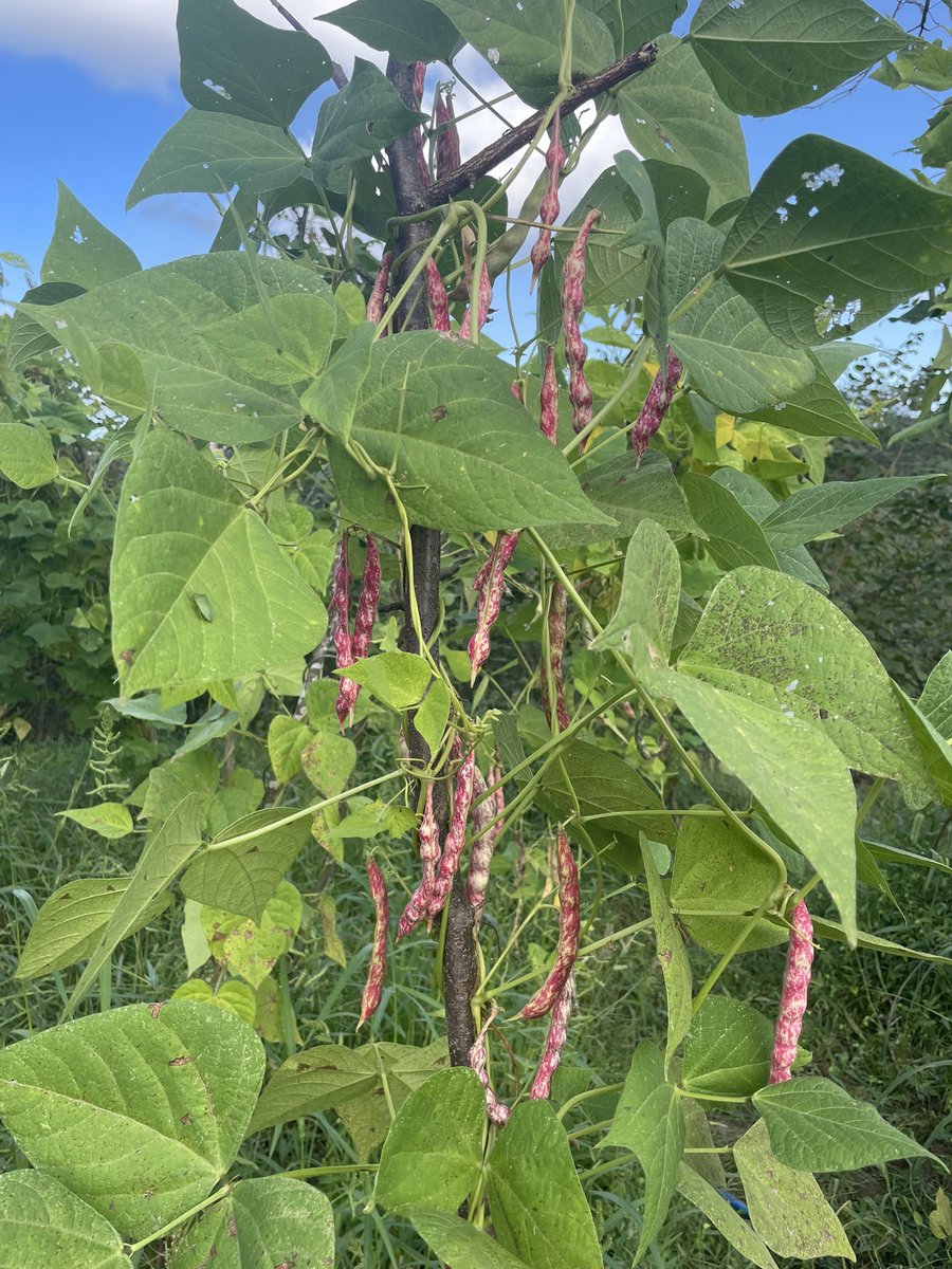 Fatih Çolak tweet media
