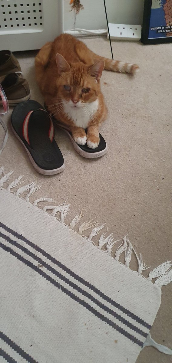 Mr Nelson doesn't like it when I leave the house. My wife tells me he sits by the front door meowing loudly and tunlessly. Mr Nelson has worked out I need to put some kind of shoe on to go out.

Mr Nelson has a plan...