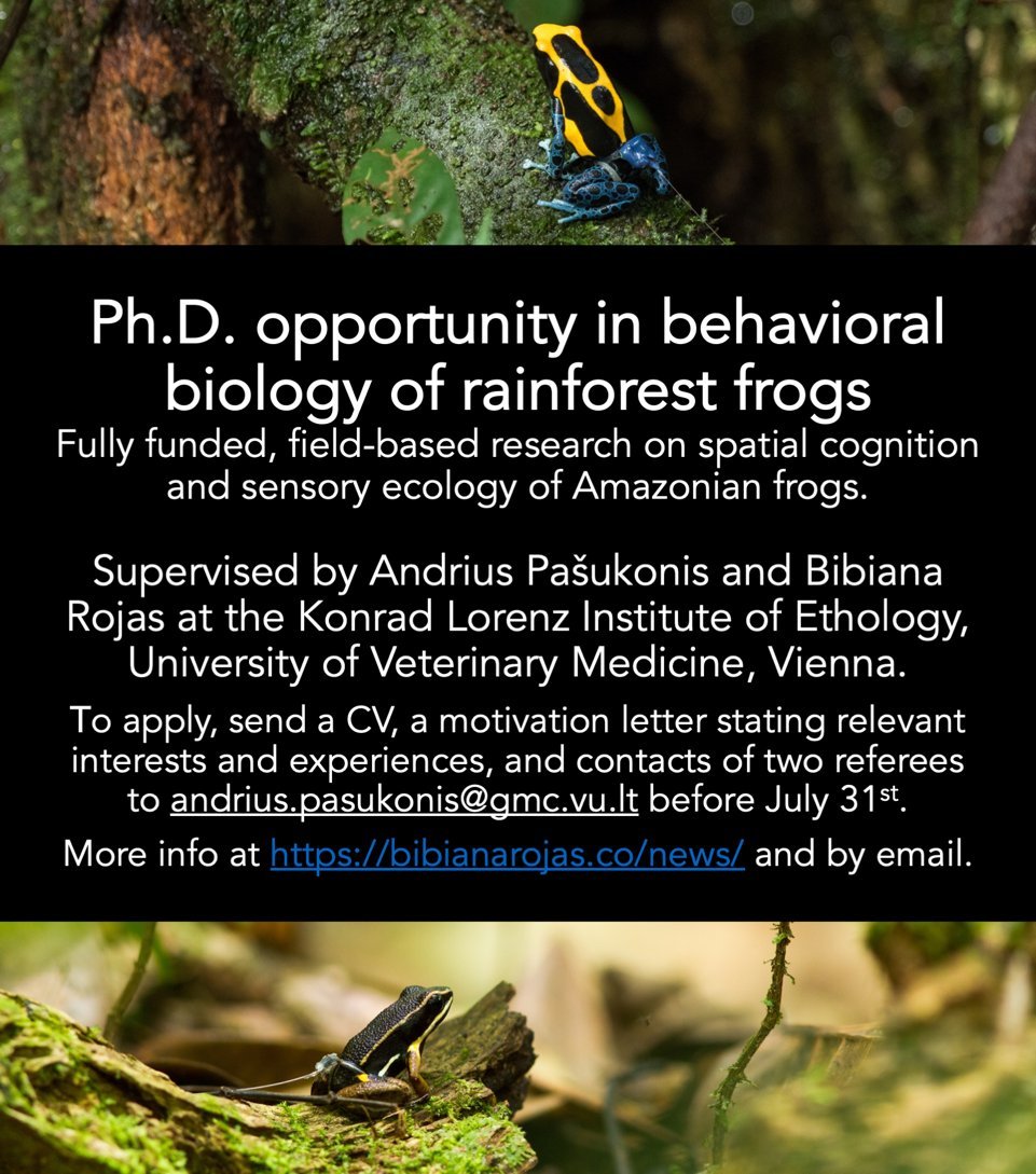𝗢𝗻𝗹𝘆 𝗼𝗻𝗲 𝗱𝗮𝘆 𝘁𝗼 𝗴𝗼 

Apply now for the 𝗙𝘂𝗹𝗹𝘆 𝗳𝘂𝗻𝗱𝗲𝗱, 𝗳𝗶𝗲𝗹𝗱-𝗯𝗮𝘀𝗲𝗱 𝗣𝗵𝗗 𝗼𝗽𝗽𝗼𝗿𝘁𝘂𝗻𝗶𝘁𝘆 in behavioural biology of frogs. 

The candidate will be supervised by <a href="/frog_tracker/">Andrius Pašukonis</a> &amp; <a href="/biobiiana/">Bibiana Rojas</a>  at <a href="/KLIVVWien/">KLIVV Vienna</a> 

Apply here bibianarojas.co/news/